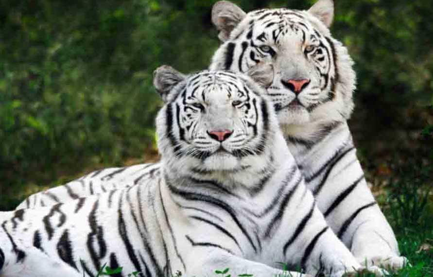 North India Wildlife Tour | India Wildlife