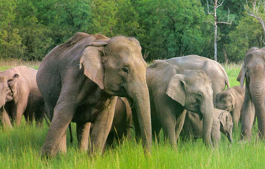 East India Wildlife Tour Package | India Wildlife Excursion