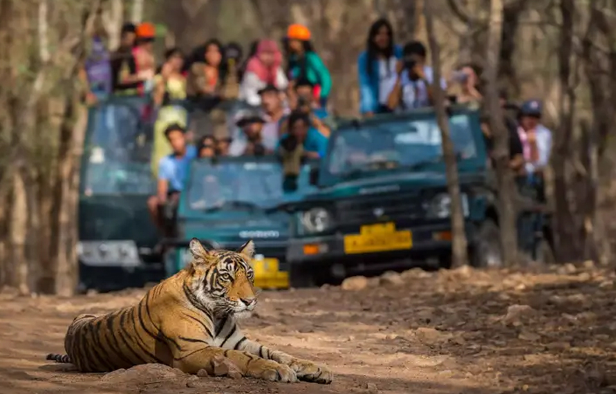 Golden Triangle Tour With Wildlife
