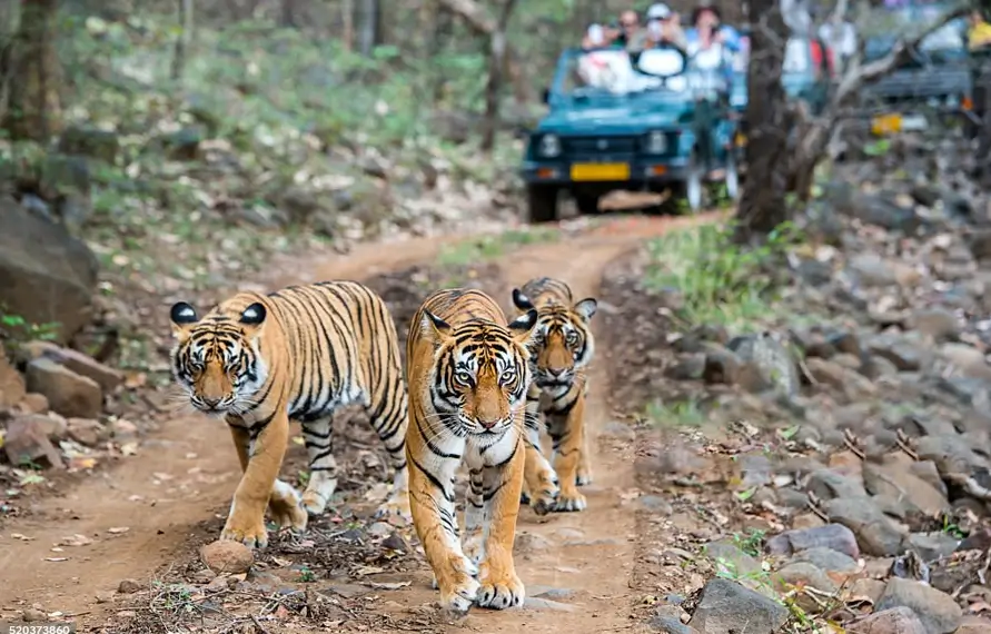 Golden Triangle with Ranthambore Safari Accessible Tour