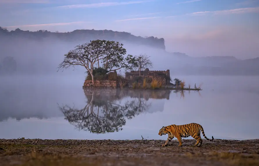 Golden Triangle Tour With Ranthambore Tiger Safari