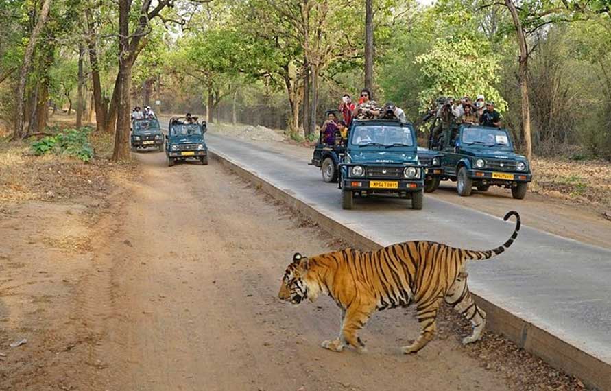 Golden Triangle Tour With Ranthambore | Golden Triangle With Tiger Tour