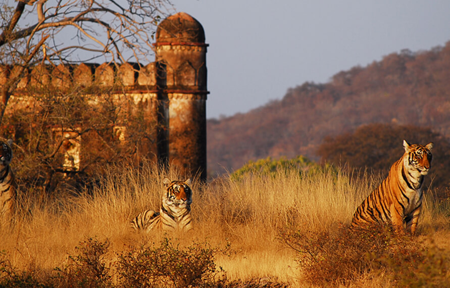 Golden Triangle Tour with Ranthambore 6 Nights 7 Days