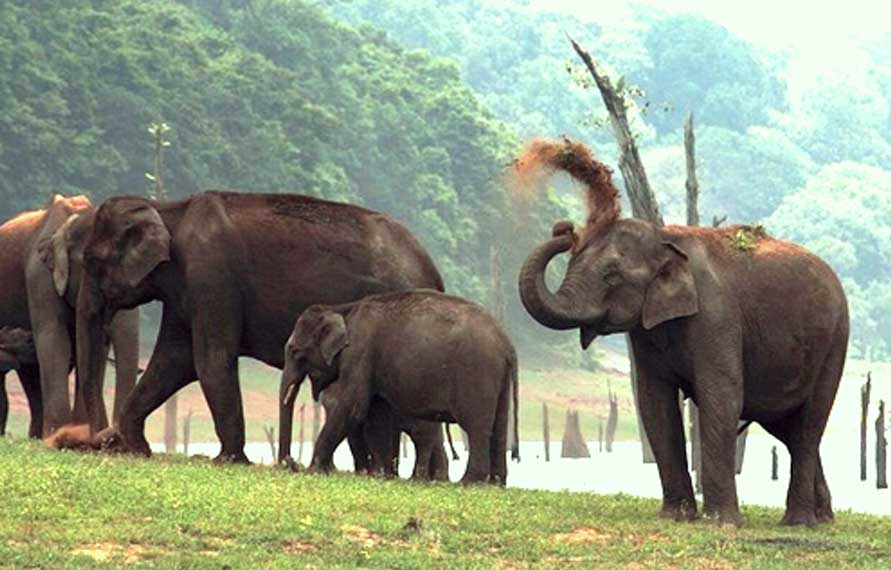 Golden Triangle With Kerala Wildlife