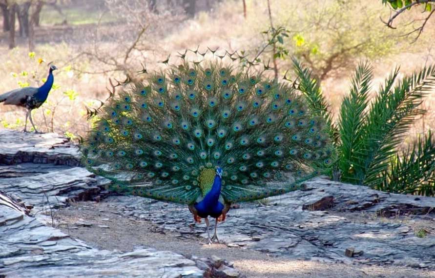 Golden triangle with Rajasthan Wildlife tour