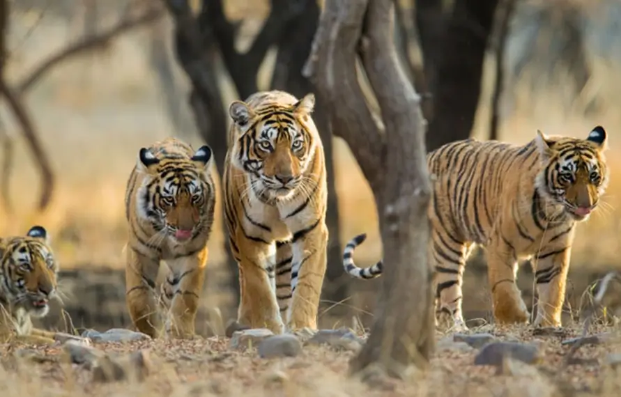 India Jungle Safari Tour