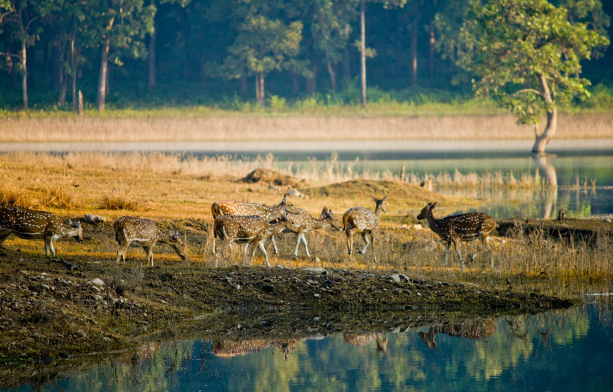 India Luxury Wildlife Tour With Taj Safari Lodges