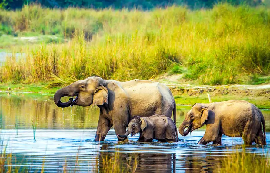 Chitwan National Park Tour | Wildlife Safari India