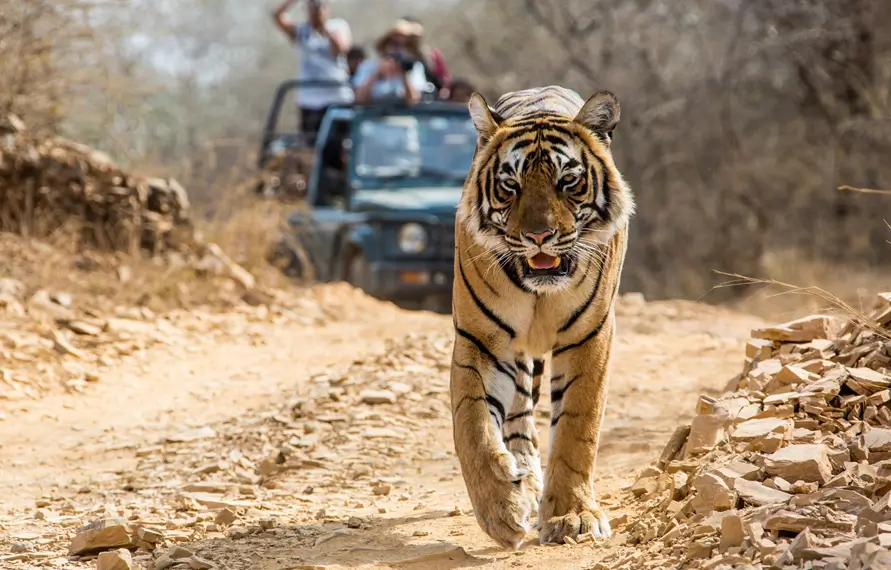India Wildlife Safari 2025
