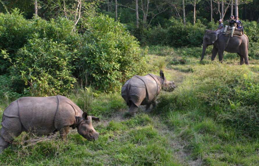 Chitwan National Park Tour | Wildlife Safari India