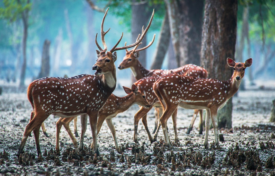 India Wildlife Photography Tour | Wildlife Photography