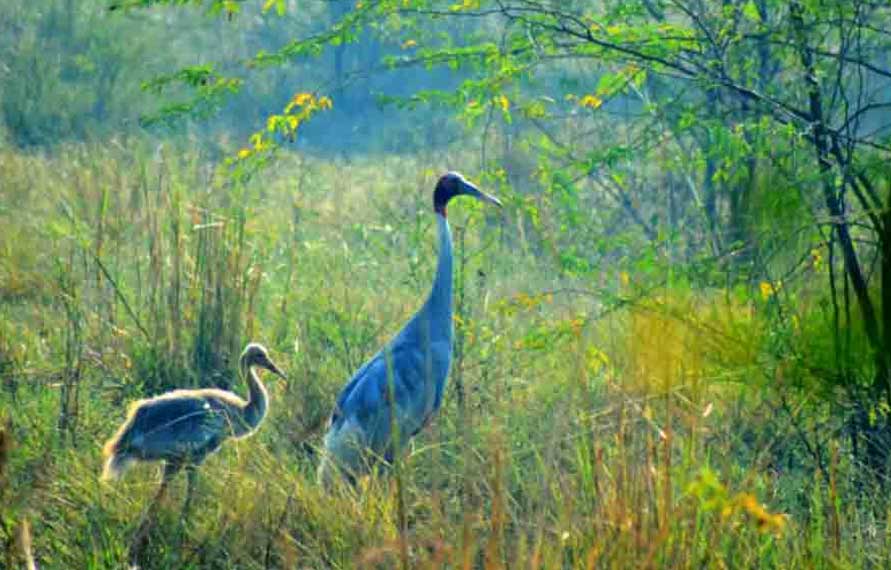 India Wildlife Safari tour | Ranthambore National park