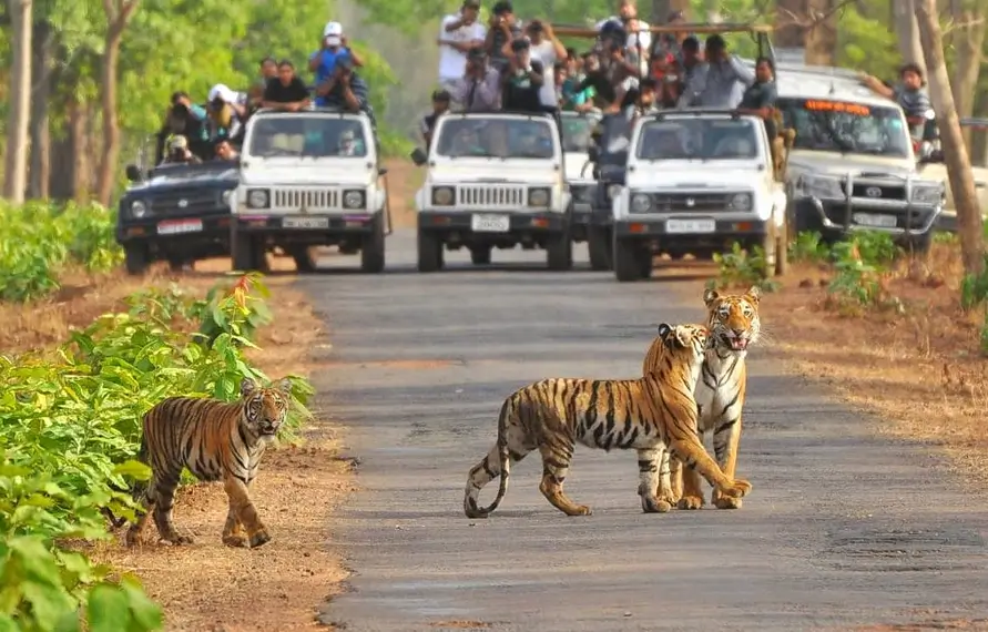 Jim Corbett Tour With Golden Triangle India