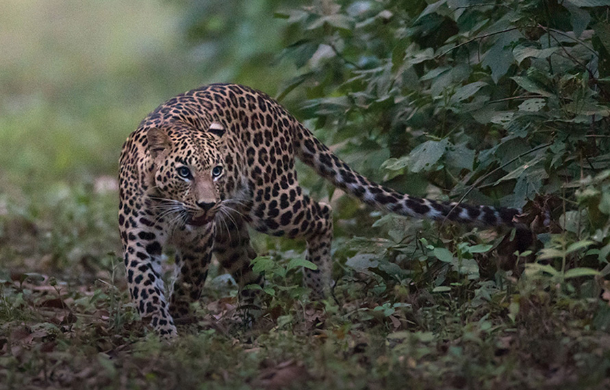 Kanha Wildlife Photography Tour | Kanha National Park