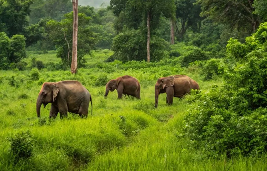 Kaziranga Wildlife Safari and Assam Tea Gardens Tour