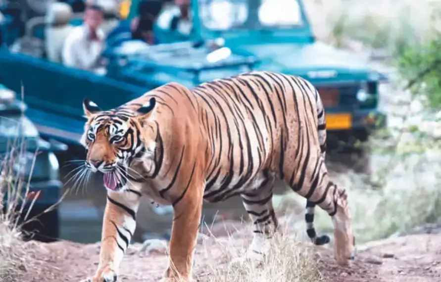Luxury North India Tour With Ranthambore