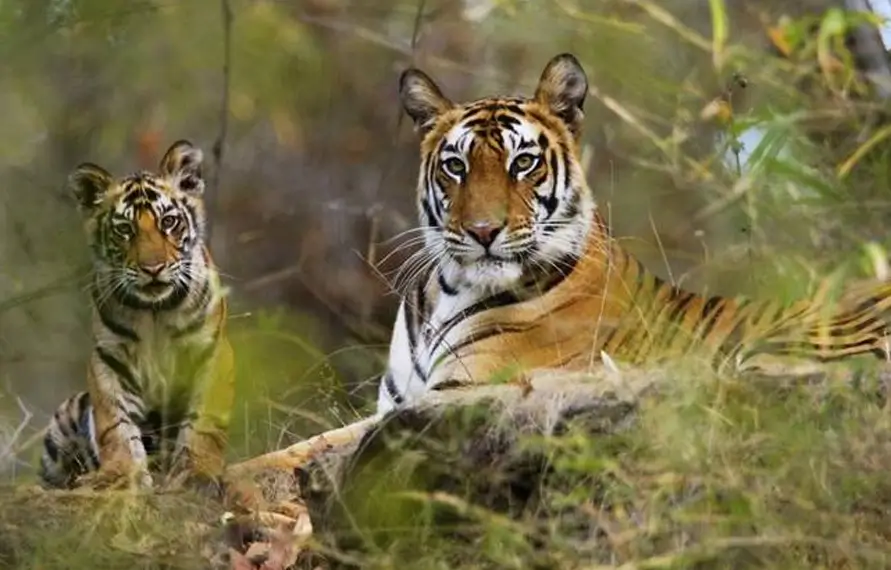 Luxury Wildlife Holidays