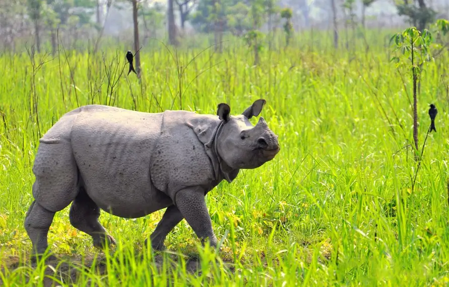 Meghalaya and Assam Nature Tour