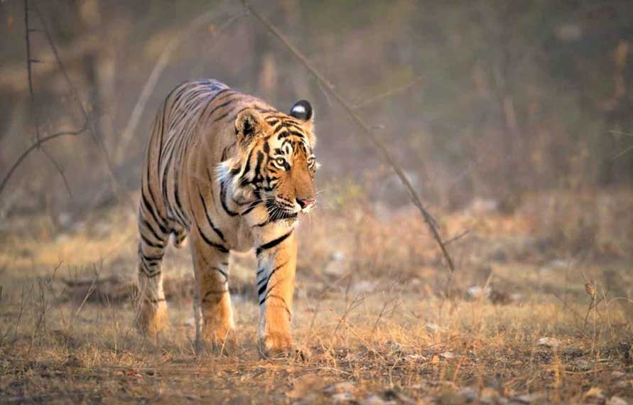 India Tiger Tour Packages | North India Tiger Tour Packages