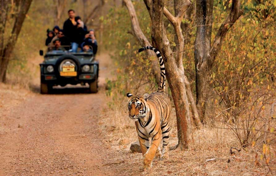 rajasthan wildlife tour, rajasthan wildlife tour packages