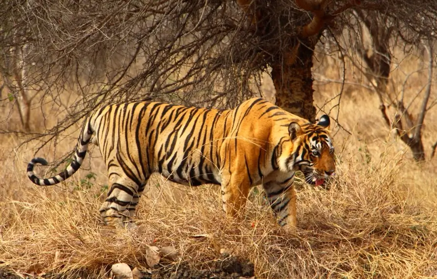 Gay Travel Rajasthan with Ranthambore Tiger Safari | LGBTQ+ India Wildlife & Royal Tour