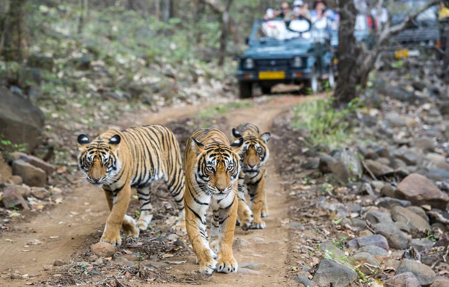 Wildlife Photography Tour | Ranthambore National Par