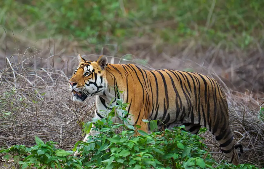 Royalty-like Luxurious Experience In The Land Of The Royal Bengal Tiger