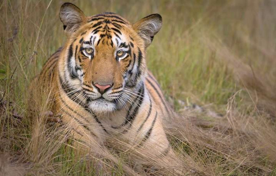Tadoba Wildlife Photography Tour | Tadoba National Park