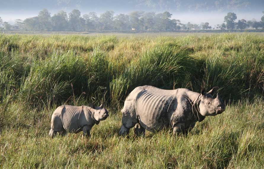 Tiger And Rhino Trails In India