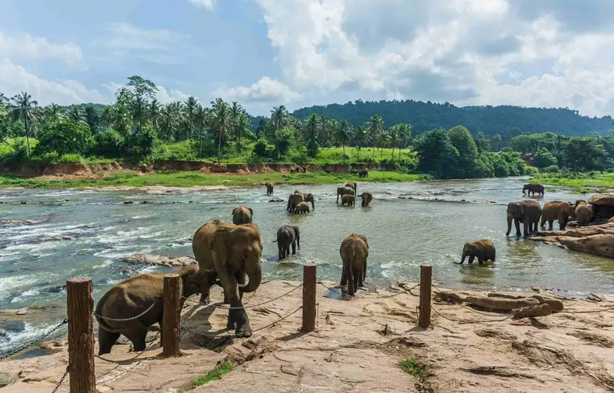 Luxury South India Wildlife Safari Tour