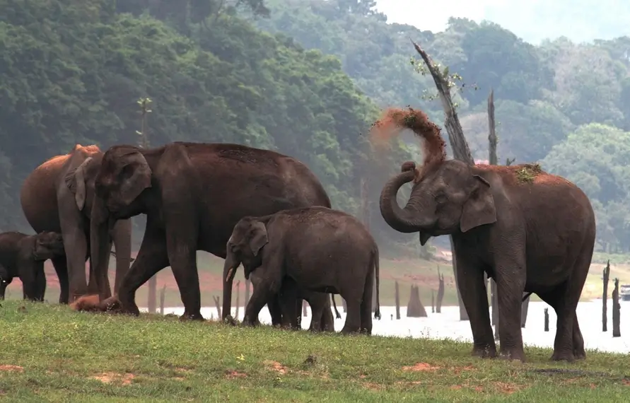 Jungle Safari in South India | Best Wildlife Safari in South India