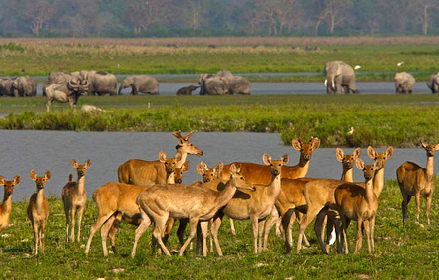 Wildlife Central India Tour