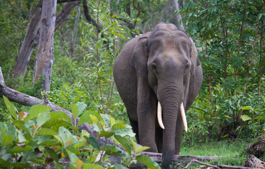 Jungle Safari in South India | Best Wildlife Safari in South India