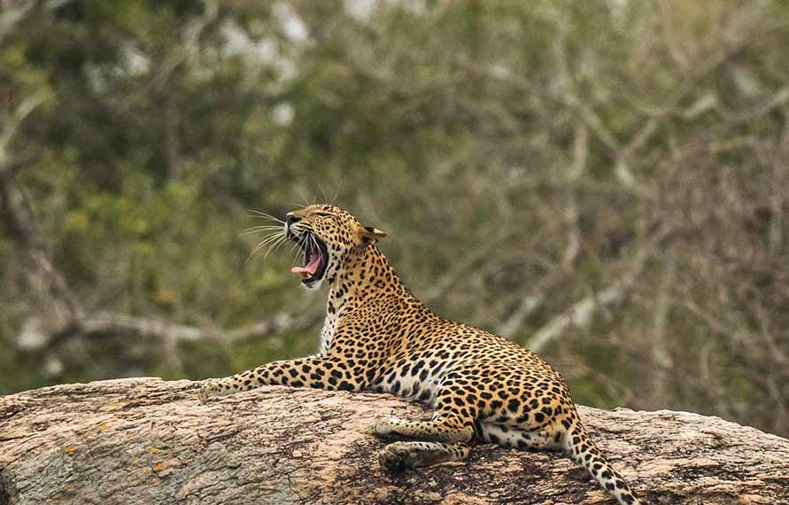 Wildlife Safari India | Tiger Safari India