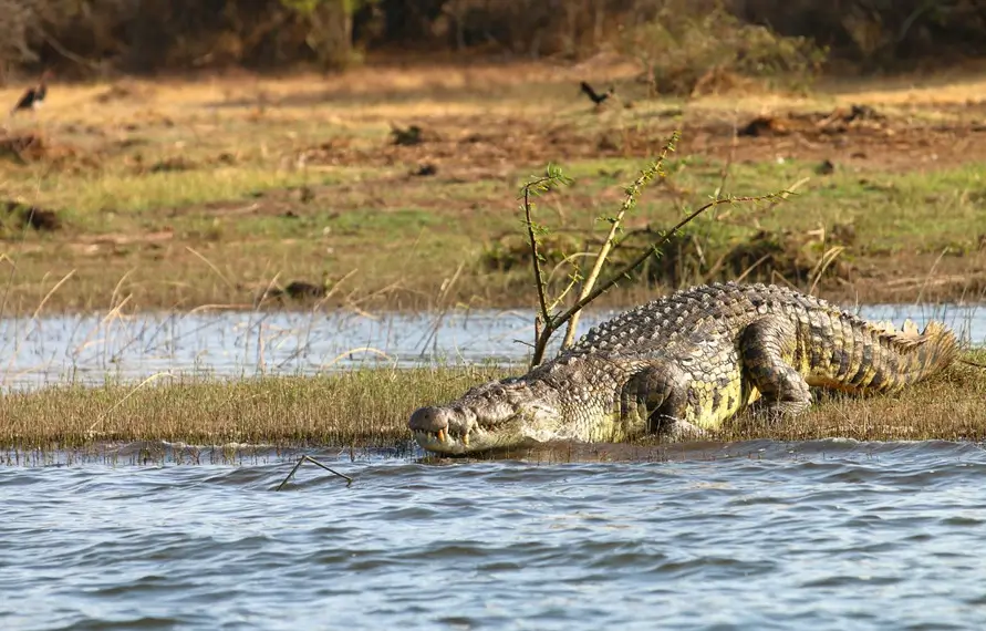 Bird Watching holidays | Bird Watching in India | India Wildlife