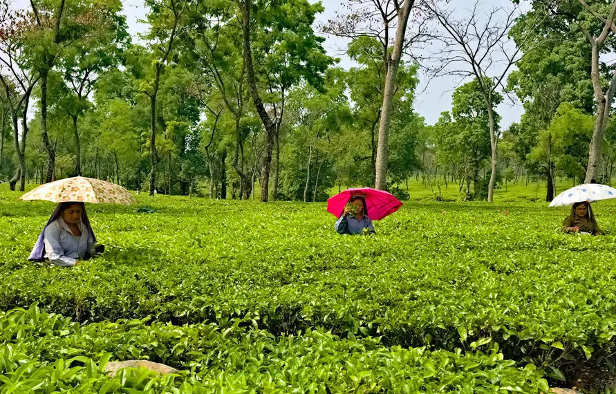 Meghalaya and Assam Nature Tour