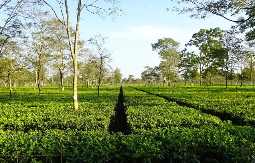 north-east-india-tea-gardens-wildlife-tour