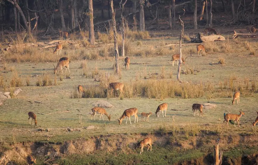 Chitwan National Park Tour | Wildlife Safari India