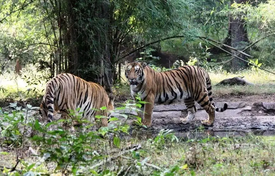 Best of North East India Tour