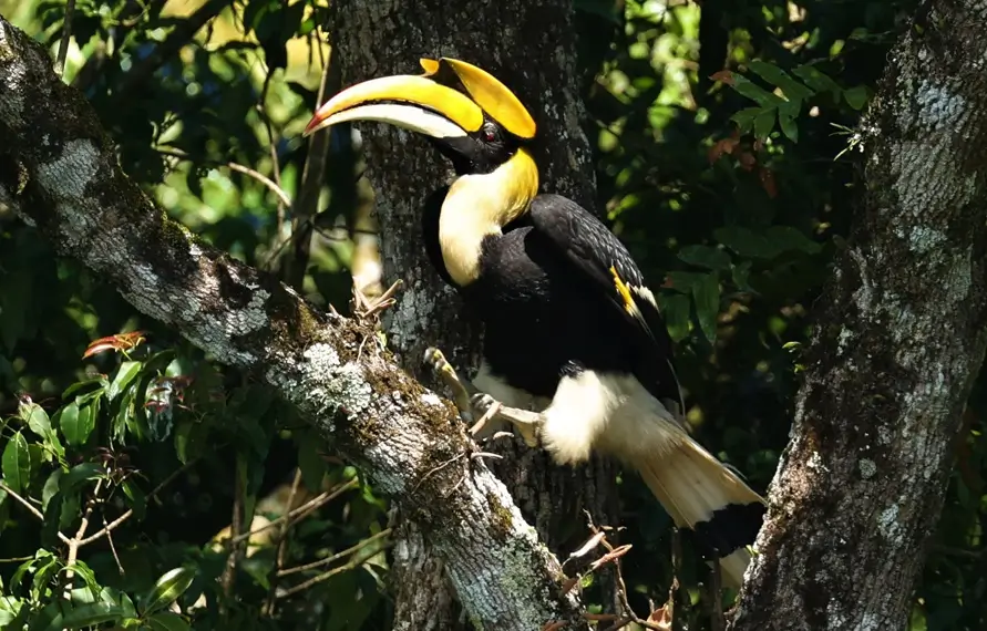 Bird Watching Tour Kerala Backwaters Nature Trip