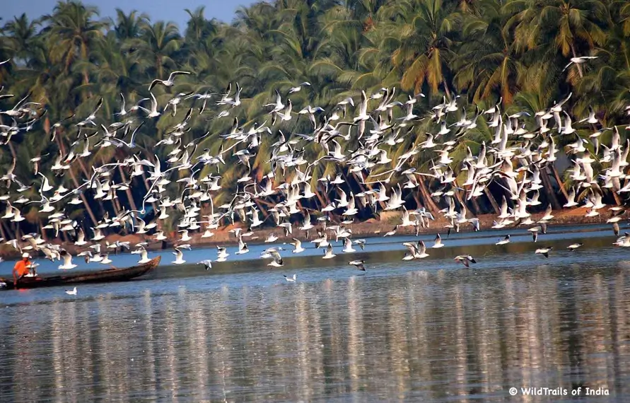Bird Watching Tour Kerala Backwaters Nature Trip