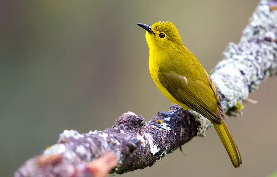 Bird Watching Tour Kerala Backwaters Nature Trip