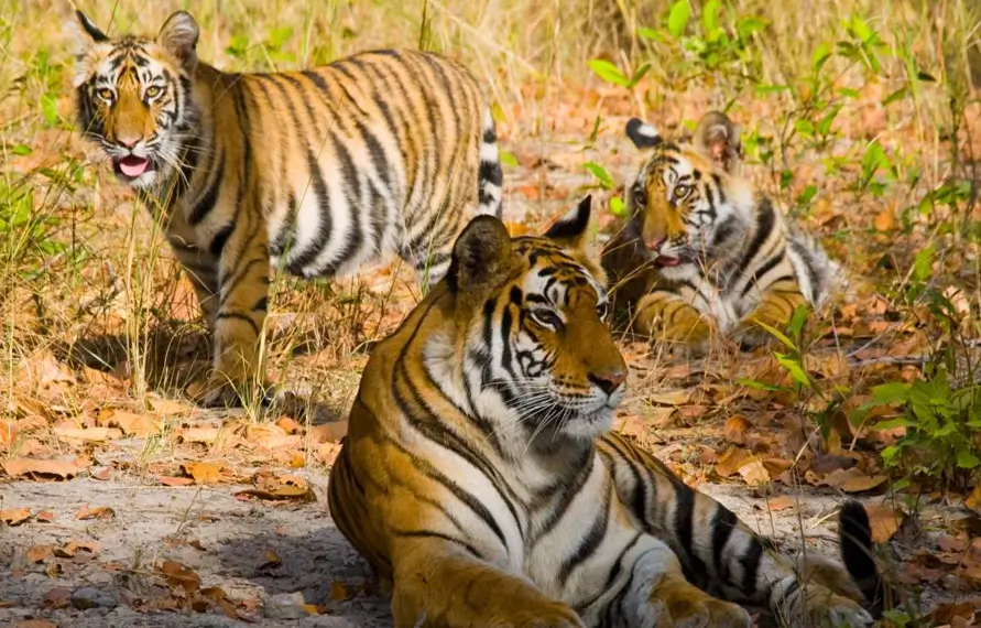 Tiger And Rhino Trails In India
