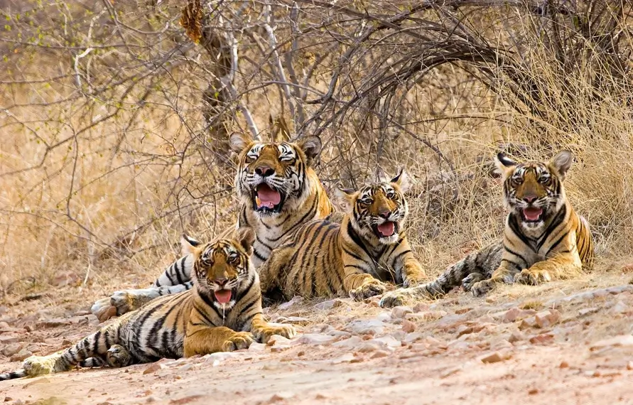 Gay Travel Rajasthan with Ranthambore Tiger Safari | LGBTQ+ India Wildlife & Royal Tour