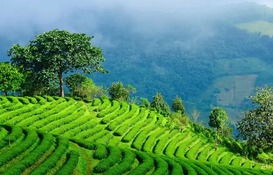 Treasures of South India