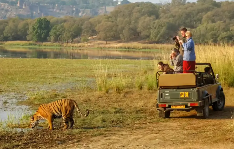 Gay Travel Rajasthan with Ranthambore Tiger Safari | LGBTQ+ India Wildlife & Royal Tour