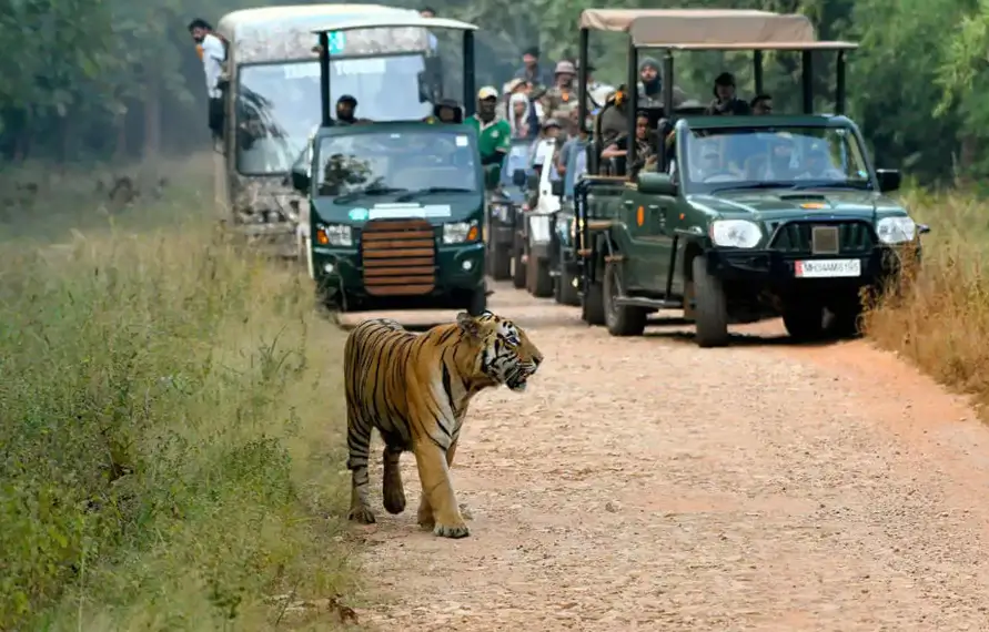 Tadoba Wildlife Photography Tour | Tadoba National Park