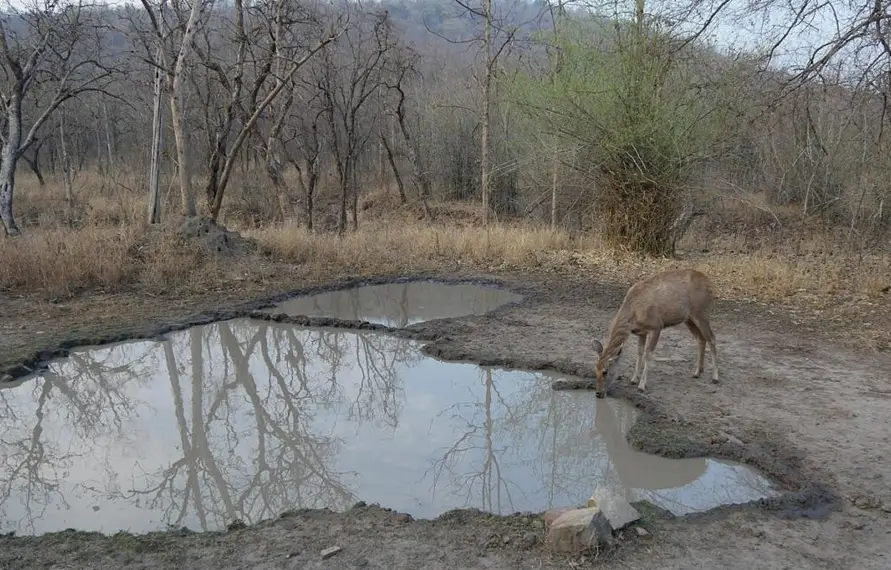 India Luxury Wildlife Tour With Taj Safari Lodges