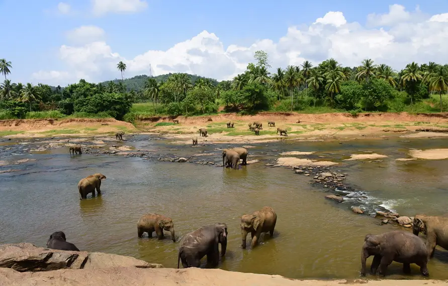 Luxury South India Wildlife Tour with Houseboat