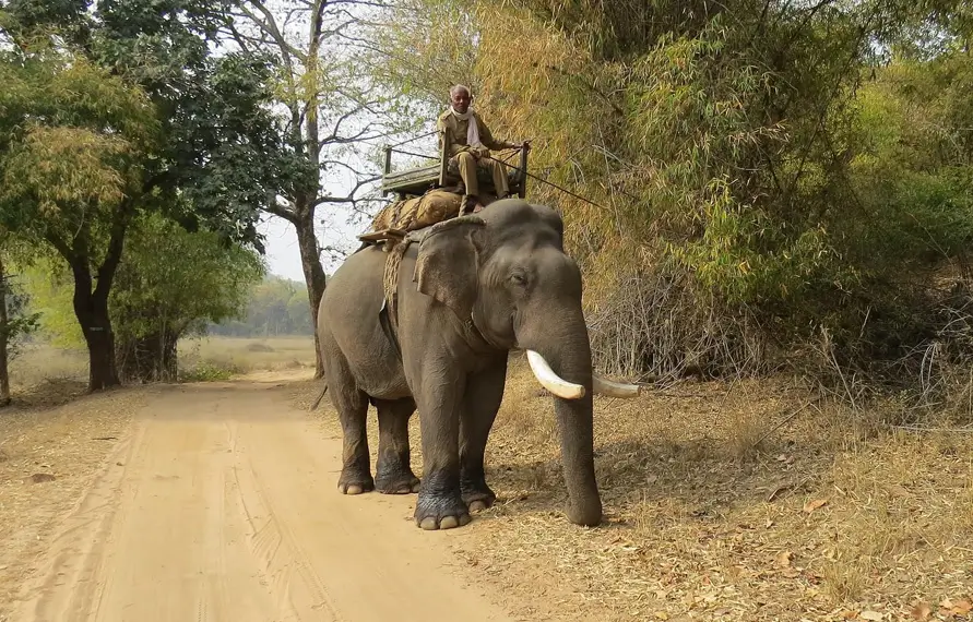 Kanha Wildlife Photography Tour | Kanha National Park